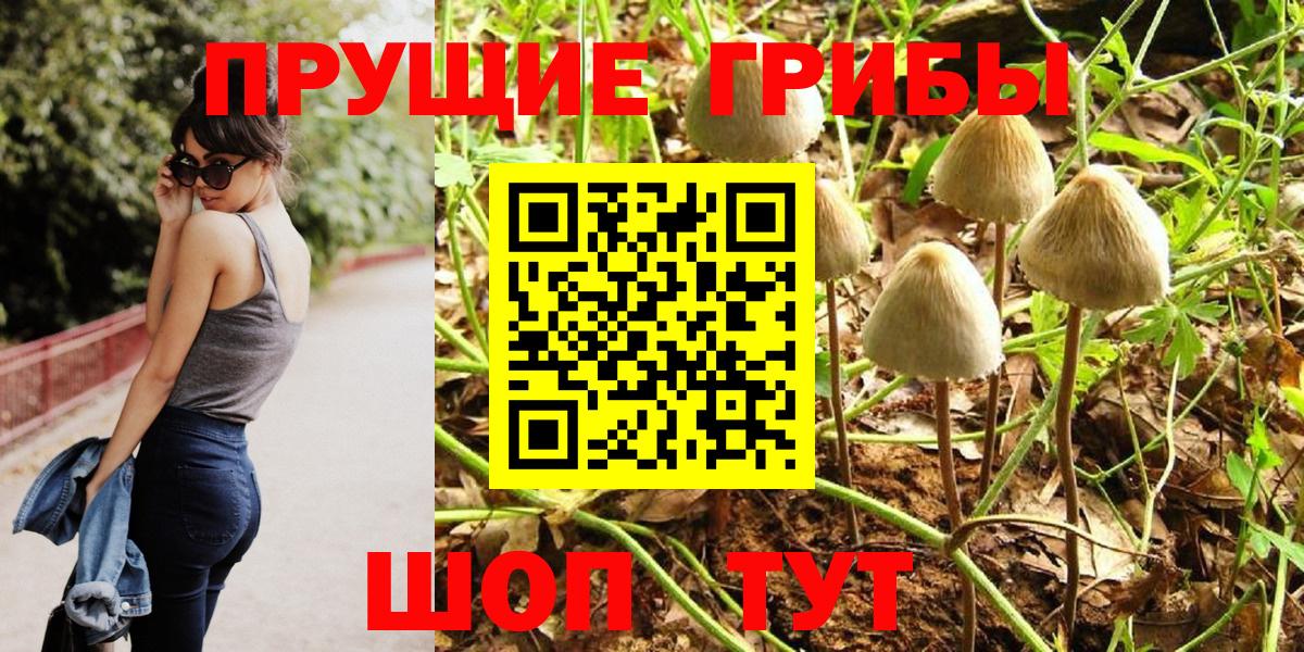 как найти   Галлюциногенные грибы Psilocybine cubensis  Вход с VPN  Псилоцибиновые грибы прущие грибы  Чита 